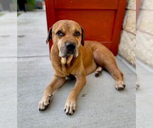 Boxer-Unknown Mix Dogs for adoption in Baytown, TX, USA