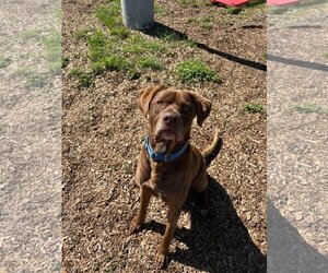 Labrador Retriever-Unknown Mix Dogs for adoption in Rohnert Park, CA, USA