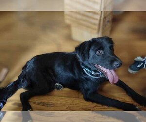 Retriever -Unknown Mix Dogs for adoption in Dahlgren, VA, USA