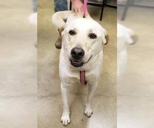 Labrador Retriever-Unknown Mix Dogs for adoption in Irving, TX, USA
