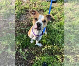 American Pit Bull Terrier Dogs for adoption in Vero Beach, FL, USA