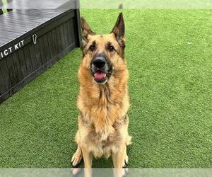 German Shepherd Dog Dogs for adoption in Orange, CA, USA