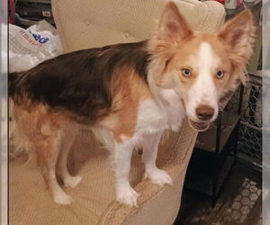 Australian Shepherd-Unknown Mix Dogs for adoption in Grafton, WI, USA