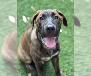 Dutch Shepherd -Mastiff Mix Dogs for adoption in Dana Point, CA, USA