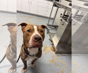 American Staffordshire Terrier Dogs for adoption in Pierceton , IN, USA