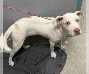 American Pit Bull Terrier-Unknown Mix Dogs for adoption in Las Vegas, NV, USA