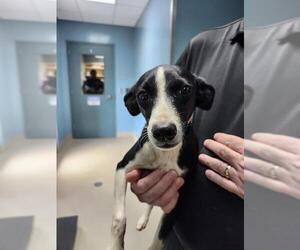 Rat Terrier-Unknown Mix Dogs for adoption in Newton, NC, USA