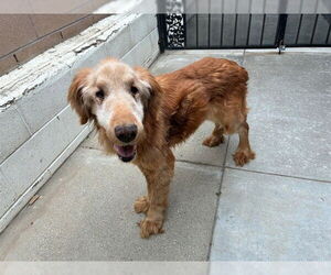 Golden Retriever Dogs for adoption in Rancho Cucamonga, CA, USA