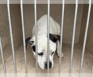 Bulldog-Unknown Mix Dogs for adoption in Oklahoma City, OK, USA