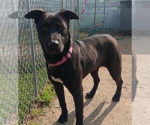 Labrador Retriever-Unknown Mix Dogs for adoption in Bakersfield, CA, USA