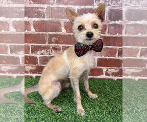 Mutt Dogs for adoption in Corona, CA, USA