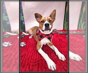 Boxer-Parson Russell Terrier Mix Dogs for adoption in Frisco, CO, USA