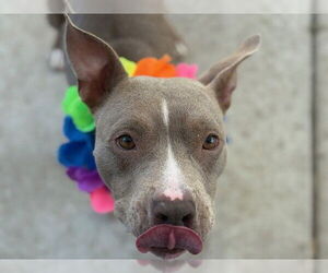 American Pit Bull Terrier-Unknown Mix Dogs for adoption in Tulsa, OK, USA
