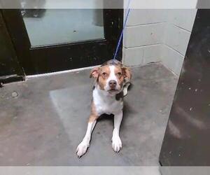 Australian Shepherd-Unknown Mix Dogs for adoption in Tulsa, OK, USA