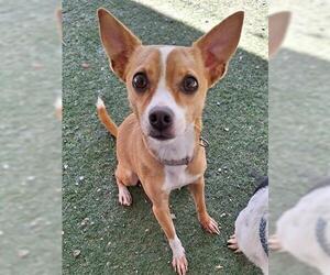 Chihuahua Dogs for adoption in Woodland, CA, USA
