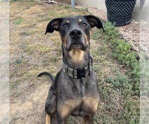 Doberman Pinscher-Unknown Mix Dogs for adoption in San Antonio, TX, USA