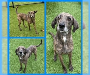 Plott Hound Dogs for adoption in Clyde, NC, USA