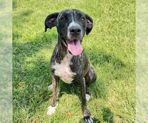 Plott Hound-Unknown Mix Dogs for adoption in Conroe, TX, USA