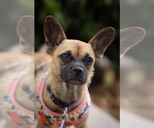 French Bullhuahua Dogs for adoption in Pittsburg, CA, USA