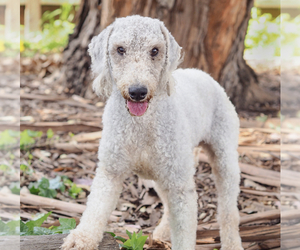 Bedlington Terrier Dogs for adoption in Palo Alto, CA, USA