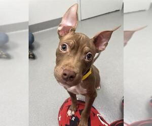 American Pit Bull Terrier Dogs for adoption in San Francisco, CA, USA