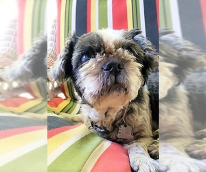 Shih Tzu Dogs for adoption in Warwick, RI, USA