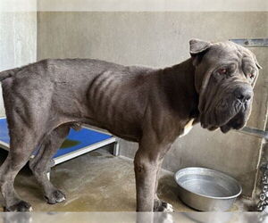 Neapolitan Mastiff Dogs for adoption in San Bernardino, CA, USA