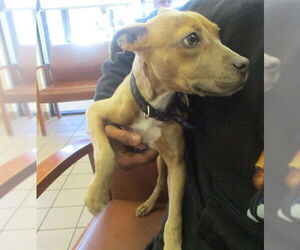 American Pit Bull Terrier Dogs for adoption in Ocala, FL, USA