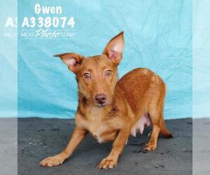 Cardigan Welsh Corgi Dogs for adoption in Conroe, TX, USA