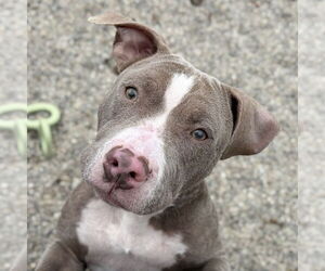 American Pit Bull Terrier-Unknown Mix Dogs for adoption in Jefferson, WI, USA
