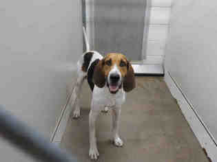 American Foxhound Dogs for adoption in Temple, TX, USA
