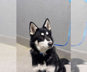 German Shepherd Dog-Unknown Mix Dogs for adoption in Las Vegas, NV, USA