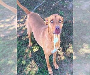 Labrador Retriever Dogs for adoption in Grovetown, GA, USA