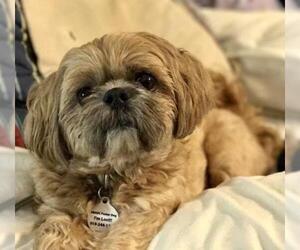 Shih Tzu Dogs for adoption in Cary, NC, USA