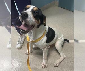 English Coonhound-Unknown Mix Dogs for adoption in Newton, NC, USA