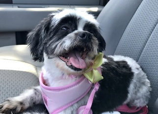 Shih Tzu Dogs for adoption in Atwood, CA, USA