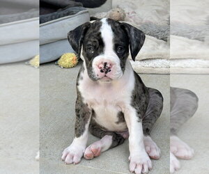 Boxer Dogs for adoption in Mooresville, NC, USA