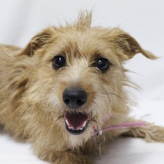 Medium Photo #2 Cairn Terrier-Unknown Mix Puppy For Sale in McKinney, TX, USA