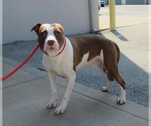 American Pit Bull Terrier-Unknown Mix Dogs for adoption in Louisville, KY, USA