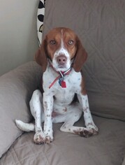 Beagle Dogs for adoption in Minneapolis, MN, USA