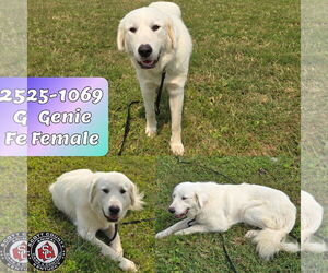Great Pyrenees-Unknown Mix Dogs for adoption in Georgetown, KY, USA