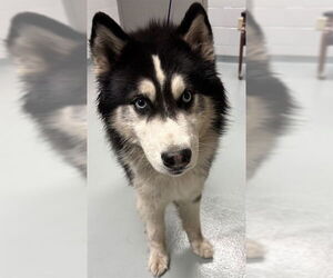Siberian Husky Dogs for adoption in St. Cloud, FL, USA