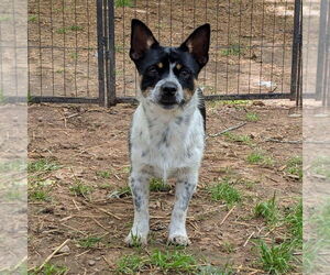 Mutt Dogs for adoption in Vail, AZ, USA