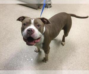 Mutt Dogs for adoption in Riverside, CA, USA