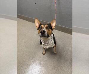 Mutt Dogs for adoption in Las Vegas, NV, USA