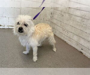 Mutt Dogs for adoption in San Bernardino, CA, USA