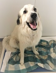 Great Pyrenees Dogs for adoption in Tempe, AZ, USA