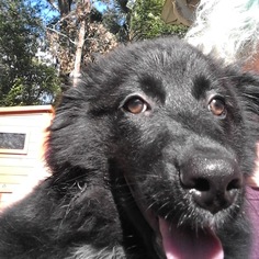Australian Shepherd Dogs for adoption in Commerce, GA, USA