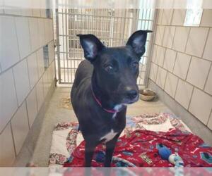 Borador Dogs for adoption in Grand Prairie, TX, USA