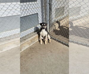 Australian Kelpie Dogs for adoption in Maquoketa, IA, USA